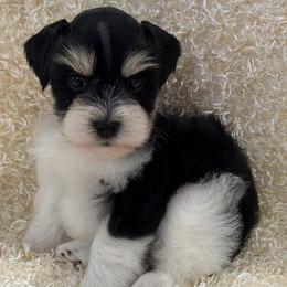 Echo - Black and silver male Miniature Schnauzer puppy in San Augustine, Texas from My Little Schnauzer Pals