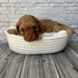 Rosie - Red  female Poodle puppy in Riverside, California from Red Toy Poodle World