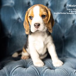 "Vi & Lee Litter - placed" Beagle Puppies from Joyful Noise Beagles