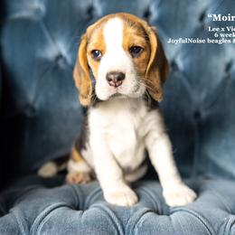"Vi & Lee Litter - placed" Beagle Puppies from Joyful Noise Beagles