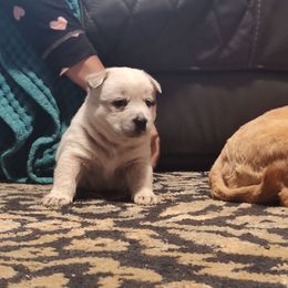 Penny - Red mottled female Australian Cattle Dog puppy in Morganton, North Carolina from Trinity C Acres