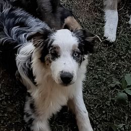 Miniature Australian Shepherds from Jerald's Mini Aussies