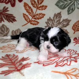 Boy 2 - Black and white male Shih Tzu puppy in Bishop, California from Shih Tzu G-ma