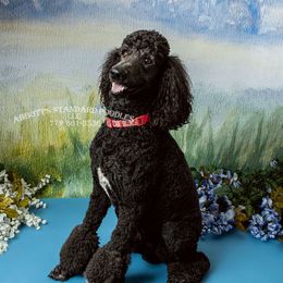 Poodle Puppies from Abbott Standard Poodles