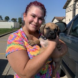 Boerboel Puppies from Heritage Boerboels