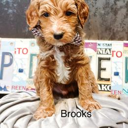 Brooks - Apricot male Goldendoodle puppy in Pasco, Washington from Camp Doodle Woods