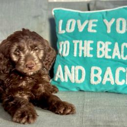 Ghirardelli - Chocolate female Goldendoodle puppy in Tybee Island, Georgia from Castaway Doodles