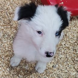 Border Collie Puppies from Bond Border Collies