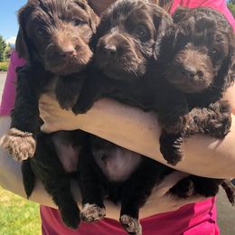 Australian Labradoodle Puppies from Beaver State Labradoodles