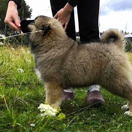 Caucasian Shepherd Dog Puppies from Sila V Krovi