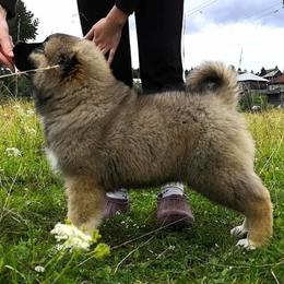 Caucasian Shepherd Dog Puppies from Sila V Krovi