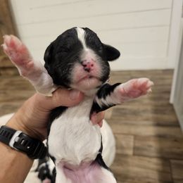 Teal- Black and White Parti - Black and white female Bernedoodle puppy in Shelby, North Carolina from Forever Grateful Doodles