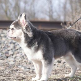 Lobo - French Bulldog