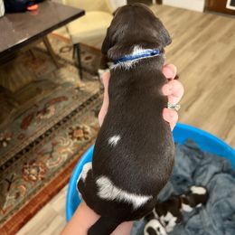 Blue Boy - Liver roan male German Shorthaired Pointer puppy in Escalon, California from Valley Pointers