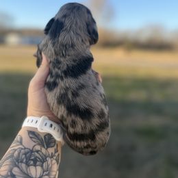 Noel - Dapple female Dachshund puppy in Mc Alester, Ok, Oklahoma from New Hope Miniature Dachshunds