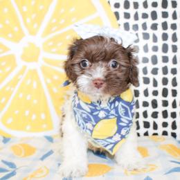 Millie - Chocolate female Cavapoo puppy in Rattan, Oklahoma from Double M Cocker Spaniels
