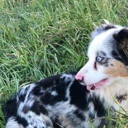 Dachshunds and Toy Australian Shepherds from LaRose Farm & Kennels