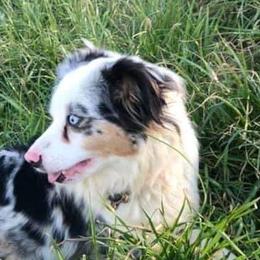 Dachshunds and Toy Australian Shepherds from LaRose Farm & Kennels