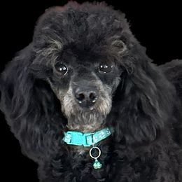 Lestat - Poodle
