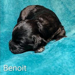 Benoit - Black and white male Cockapoo puppy in Sunset, Louisiana from Cano Cockapoos