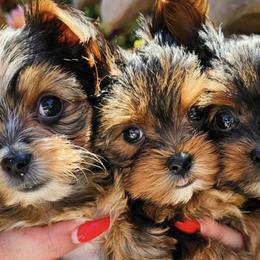Yorkshire Terriers from Harmony Hills Yorkies