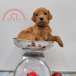 Boy 6 - Poodle puppy in Inman, South Carolina from Raynebow Rose Poodles