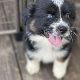 Australian Shepherd, Miniature American Shepherd, and Toy Australian Shepherd Puppies from Blue’s Family Aussies