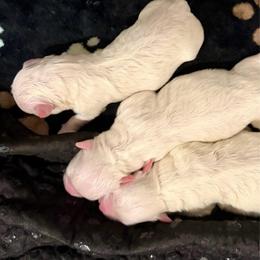 Angel - White female Bichon Frise puppy in Lavon, Texas from Sissy’s Heavenly Paws