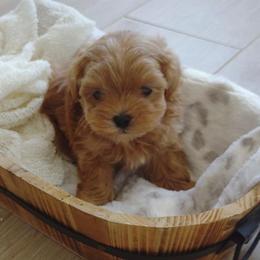 Maltipoos, Yorkipoos, and Yorkshire Terriers from Crimson Dessert Yorkiepoos