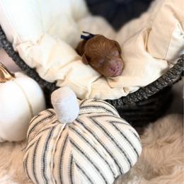Lox - Red  male Poodle puppy in Queen Creek, Arizona from Poised Poodles