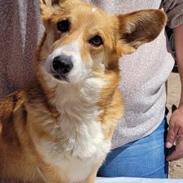 Pembroke Welsh Corgis from D-S Ranch Corgis