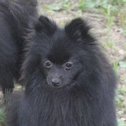 Cubby Bear - Pomeranian