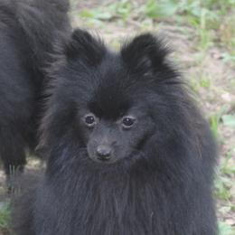 Cubby Bear - Pomeranian