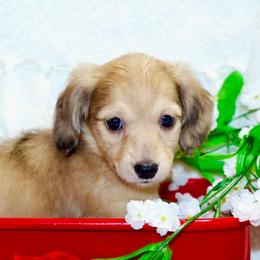 Lola - Dapple female Dachshund puppy in Bellville, Ohio from JK Mini Doxies