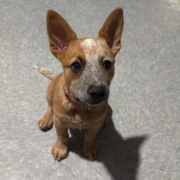 Kyoko (ASDR) - Red speckled female Australian Cattle Dog puppy in Marana, Arizona from Impact 3rd Australian Cattle Dogs