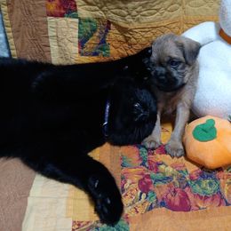 STU red collar - Red male Brussels Griffon puppy in Berkeley Springs, West Virginia from Turkey Ridge Brussels Griffons