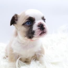 Gumbo - Fawn and white male French Bulldog puppy in Star City, Arkansas from T4 Farms