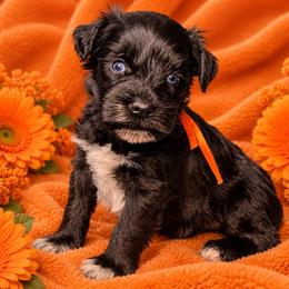 Mila - Black female Miniature Schnauzer puppy in Magalia, California from NorCal Schnauzers