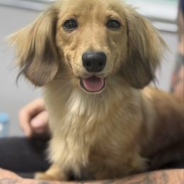 Bean - Dachshund