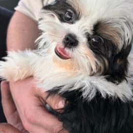 Floki - Shih Tzu