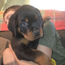 Green - Black and mahogany female Rottweiler puppy in Mastic Beach, New York from Vom Haus Bradford