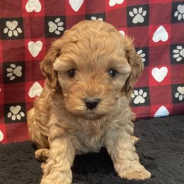 Cockapoo Puppies from Martin's Cockapoos