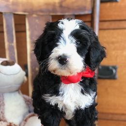 Bernedoodles and Bordoodles from Mesa View Puppies