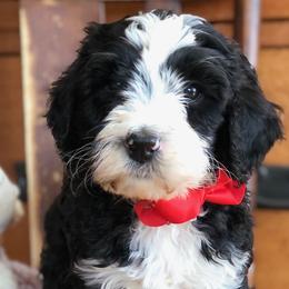 Bernedoodles and Bordoodles from Mesa View Puppies