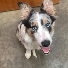Blair - Border Collie