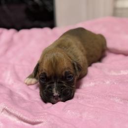 Girl 2 - Fawn female Boxer puppy in Prestonsburg, Kentucky from Bre’s Boxers