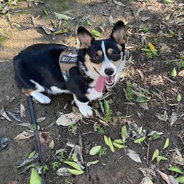Pembroke Welsh Corgi Puppies from C.H. Pembroke Corgis