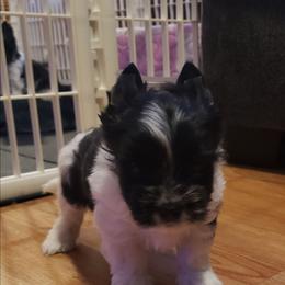 Charlie - Parti male Yorkshire Terrier puppy in Mattoon, Illinois from Strohlz Yorkies