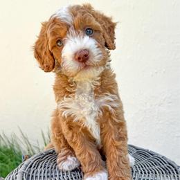 Bobby - Red  male Goldendoodle puppy in Woodland Hills, Utah from The Fairy Paw Mother