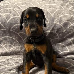 Boy 3 - Black and rust male Doberman Pinscher puppy in Lake City, Florida from Paintedcrazy Doberman Pinchers